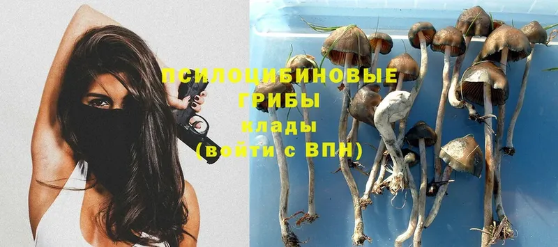 Галлюциногенные грибы Psilocybe  Пермь 